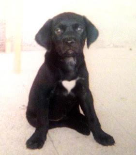 Blacky Dolce Cuore e le sue avventure Blacky Dolce Cuore e le sue avventure