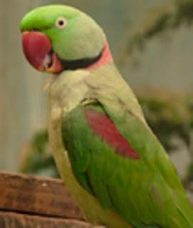 Roma Capitale: via all’affido familiare per gli animali sequestrati a seguito di maltrattamento...secondo voi non manca qualcosa? Roma Capitale: via all’affido familiare per gli animali sequestrati a seguito di maltrattamento...secondo voi non manca qualcosa?
