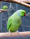 Roma Capitale: via all’affido familiare per gli animali sequestrati a seguito di maltrattamento...secondo voi non manca qualcosa? Roma Capitale: via all’affido familiare per gli animali sequestrati a seguito di maltrattamento...secondo voi non manca qualcosa?