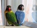 Roma Capitale: via all’affido familiare per gli animali sequestrati a seguito di maltrattamento...secondo voi non manca qualcosa? Roma Capitale: via all’affido familiare per gli animali sequestrati a seguito di maltrattamento...secondo voi non manca qualcosa?