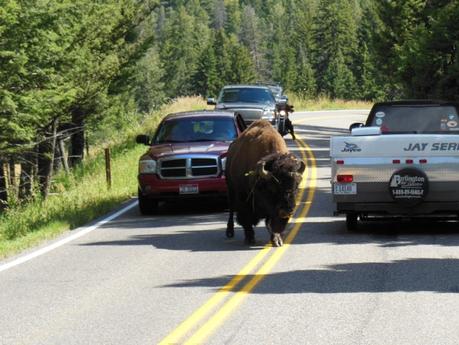 Yellowstone National Park: incontro ravvicinato con la natura Yellowstone National Park: incontro ravvicinato con la natura