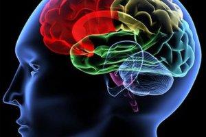 Che effetto hanno i batteri intestinali sul tuo cervello? cervello