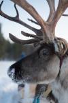 L’estremo Nord della Lapponia Finlandese L’estremo Nord della Lapponia Finlandese