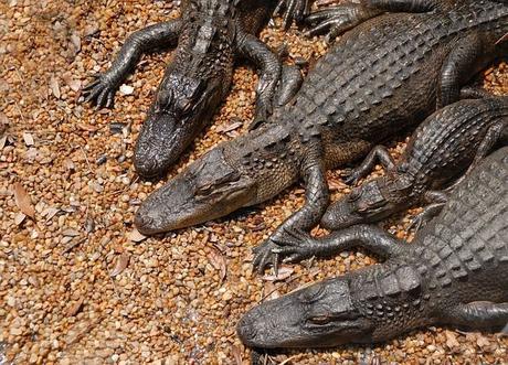 Everglades, un pomeriggio nelle paludi Everglades, un pomeriggio nelle paludi