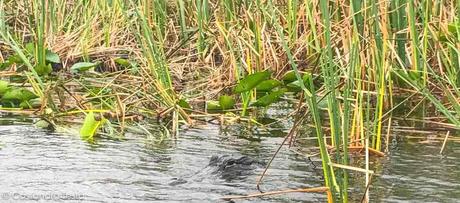 Everglades, un pomeriggio nelle paludi Everglades, un pomeriggio nelle paludi