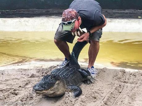 Everglades, un pomeriggio nelle paludi Everglades, un pomeriggio nelle paludi