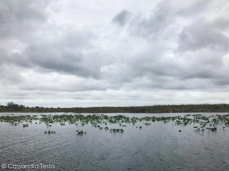 Everglades, un pomeriggio nelle paludi Everglades, un pomeriggio nelle paludi