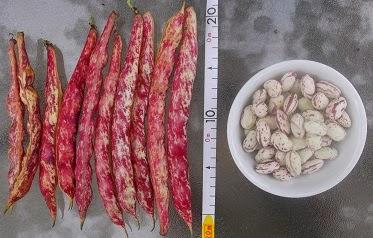 Il fagiolo FIORINA legume tipico di Lusevera Il fagiolo FIORINA legume tipico di Lusevera