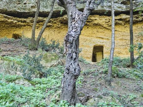 Un bosco bosco