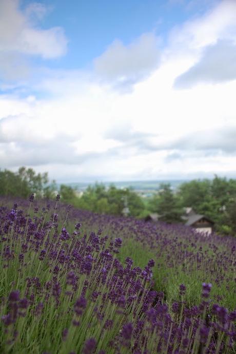 Le stagioni del Giappone Campi di lavanda a Furano