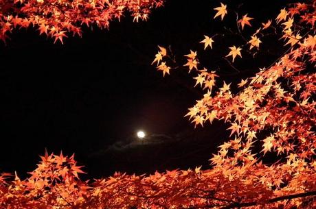 Le stagioni del Giappone Autunno al Nison-in di Arashiyama