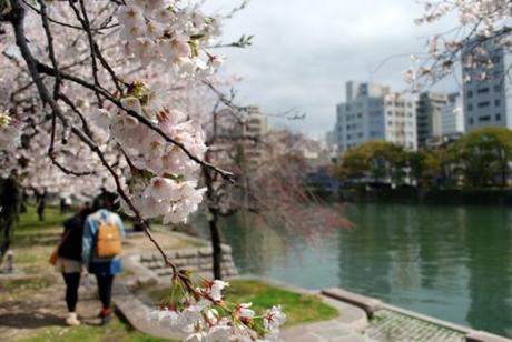 Le stagioni del Giappone Quando andare in Giappone? Ciliegi in fiore al parco della pace di Hiroshima