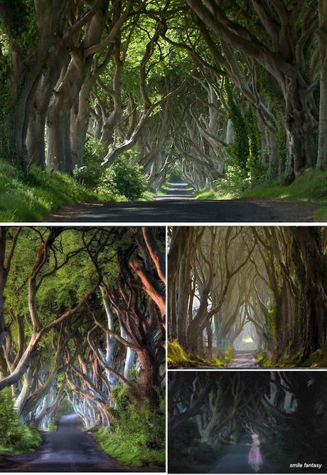 The Dark Hedges uno spettacolare viale Irlandese The Dark Hedges uno spettacolare viale Irlandese