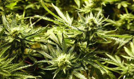 Radicali: “Il proibizionismo della cannabis non funziona, 6,1 mln di consumatori” (centrotampa.com)