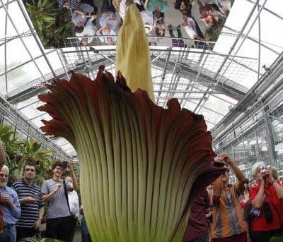 FOTO DEL GIORNO 24 APRILE 2011 : SBOCCIA IL FIORE PIù GRANDE DEL MONDO