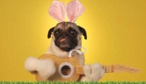 Video: BUONA PASQUA DAI CAGNOLINI MUSICALI