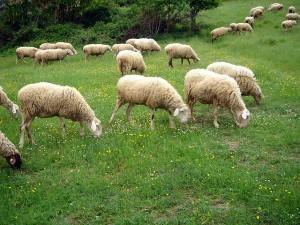 pecore1 300x225 Clarence Seedorf: pecore belanti!