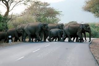 Le api? Un'idea per tenere lontani gli elefanti dai campi coltivati Le api? Un'idea per tenere lontani gli elefanti dai campi coltivati