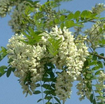 http://www.robertocazzola.it/immagini/acacia.jpg