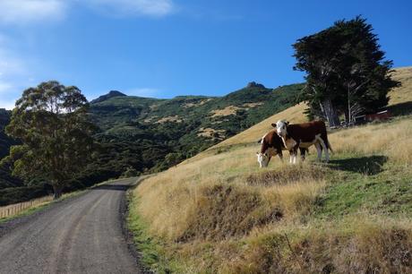 #B_inNewZealand – Settimana 5 #B_inNewZealand – Settimana 5