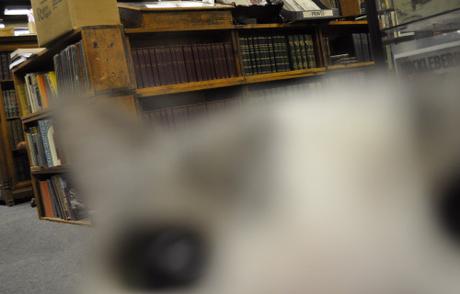 You know, cats&books… You know, cats&books…