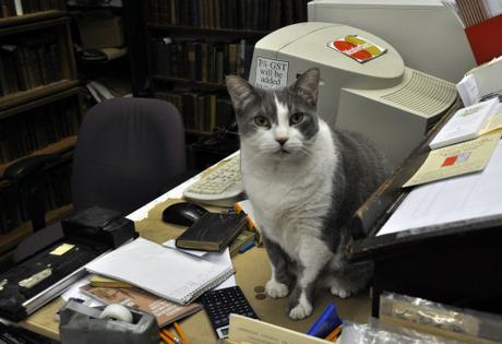 You know, cats&books… You know, cats&books…