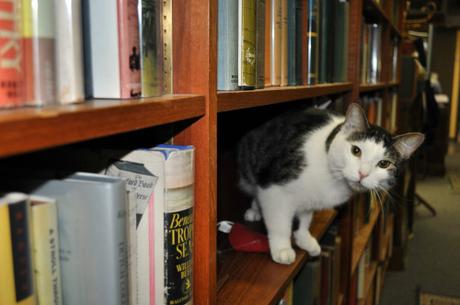 You know, cats&books… You know, cats&books…