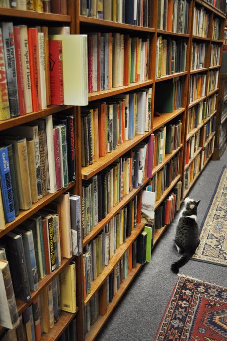 You know, cats&books… You know, cats&books…