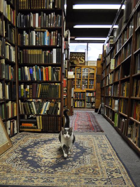 You know, cats&books… You know, cats&books…