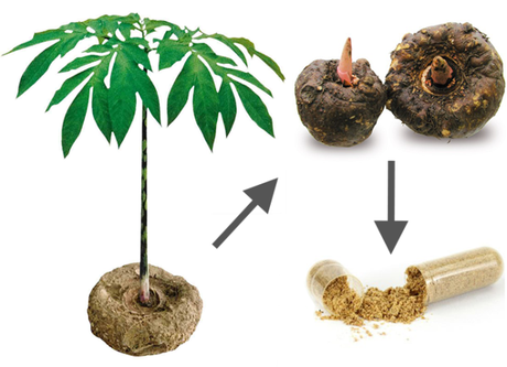 Konjac e Shirataki per perdere peso Konjac e Shirataki per perdere peso