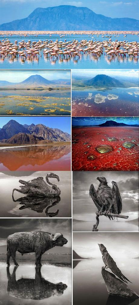 Lago Natron Tanzania Lago Natron Tanzania