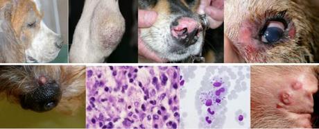 LA TERAPIA DELLA LEISHMANIOSI NEL CANE CON L'ARTEMISINA LA TERAPIA DELLA LEISHMANIOSI NEL CANE CON L'ARTEMISINA