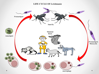 LA TERAPIA DELLA LEISHMANIOSI NEL CANE CON L'ARTEMISINA LA TERAPIA DELLA LEISHMANIOSI NEL CANE CON L'ARTEMISINA