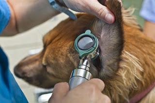 PULIZIA DELLE ORECCHIE NEL CANE: ATTENZIONE AI LAVAGGI AURICOLARI PULIZIA DELLE ORECCHIE NEL CANE: ATTENZIONE AI LAVAGGI AURICOLARI