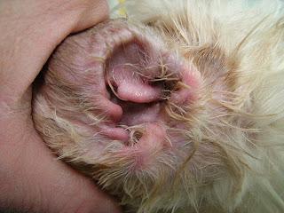PULIZIA DELLE ORECCHIE NEL CANE: ATTENZIONE AI LAVAGGI AURICOLARI PULIZIA DELLE ORECCHIE NEL CANE: ATTENZIONE AI LAVAGGI AURICOLARI