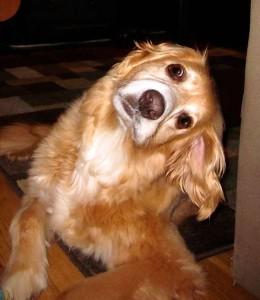 PULIZIA DELLE ORECCHIE NEL CANE: ATTENZIONE AI LAVAGGI AURICOLARI PULIZIA DELLE ORECCHIE NEL CANE: ATTENZIONE AI LAVAGGI AURICOLARI