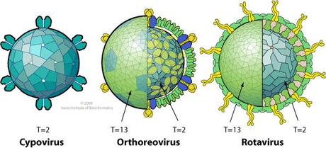 Reovirus rotavirus e celiachia Reovirus rotavirus e celiachia