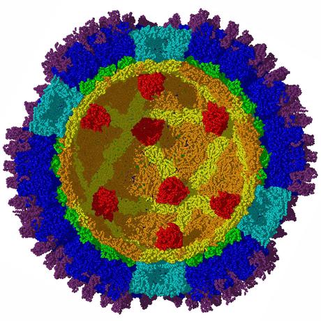 Reovirus rotavirus e celiachia Reovirus rotavirus e celiachia