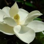 Cotolette di Fiori di Magnolia Cotolette di Fiori di Magnolia