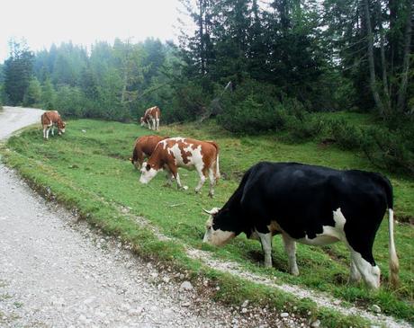 Pian dei Buoi - Lozzo di Cadore Spätzle verdi ovvero Gnocchetti Tirolesi in due versioni