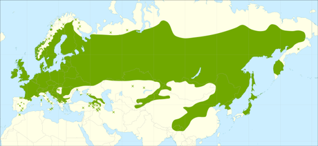 Gemmoderivati: Betula Verrucosa Gemmoderivati: Betula Verrucosa