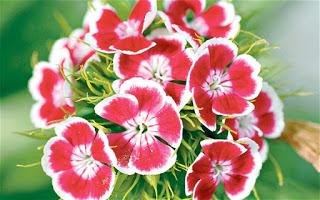 #1 Pensieri: Novità di Primavera #1 Pensieri: Novità di Primavera