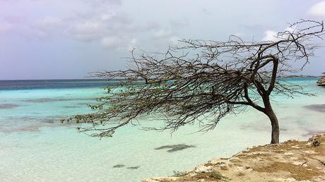 Mangel Halto Aruba Mangel Halto Aruba
