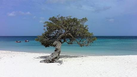 Eagle Beach Aruba Eagle Beach Aruba