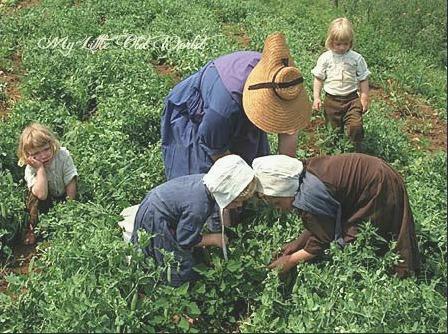 Living the old ways ~ The Amish Culture. Living the old ways ~ The Amish Culture.