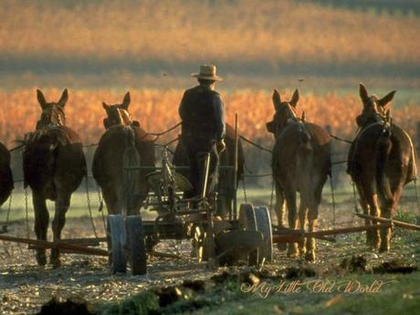 Living the old ways ~ The Amish Culture. Living the old ways ~ The Amish Culture.