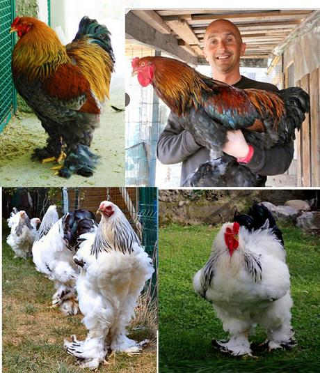 Pollo gigante razza Brahma Pollo gigante razza Brahma