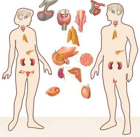 sistema endocrino endokrine System