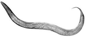 “Anche noi possiamo causare la Panspermia” IL C. ELEGANS, UN VERME GRANDE APPENA 1 MILLIMETRO