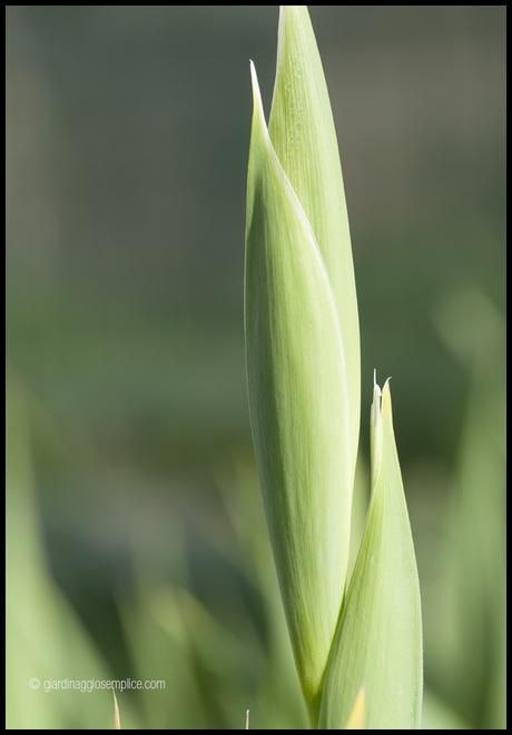 L’iris… si gonfia L’iris… si gonfia